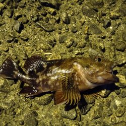 小ぶりながらもマゴチ